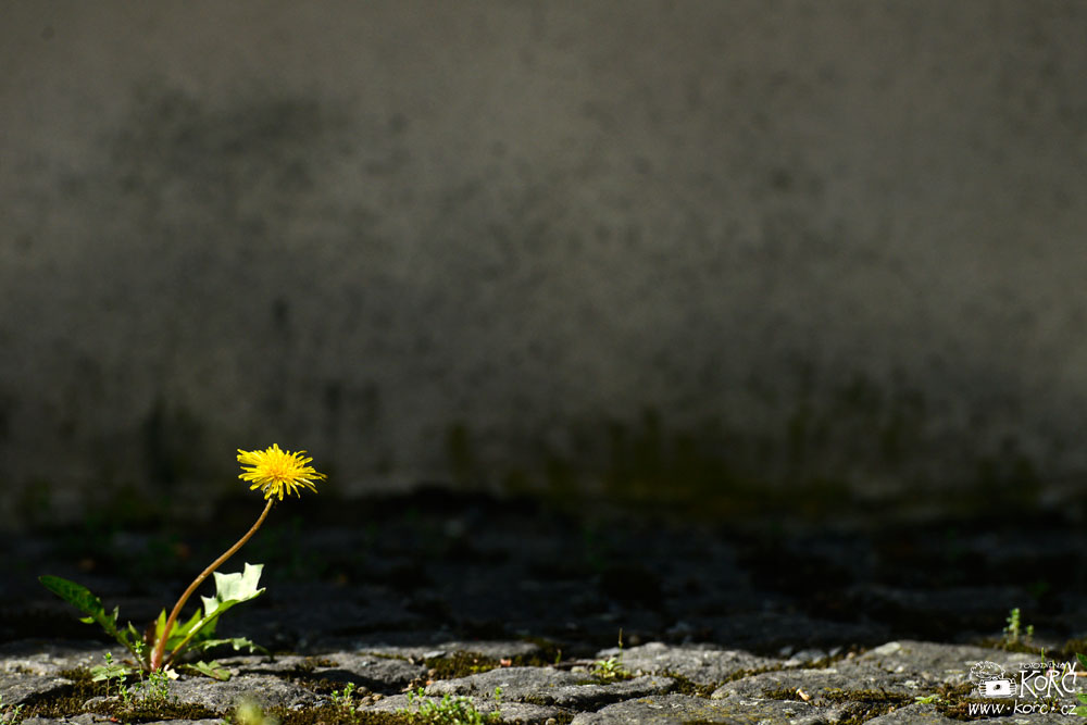    jaro v&nbsp;Místku - 22. dubna 2016   