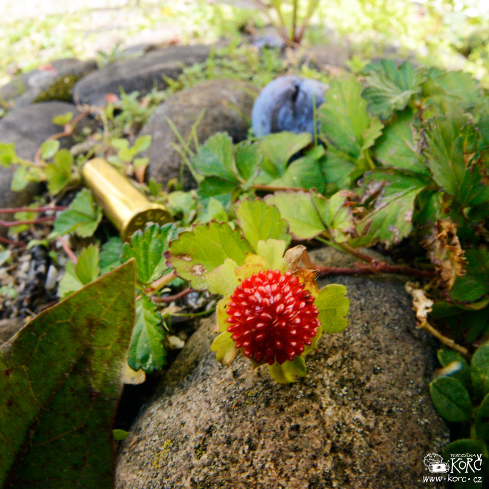    nečekané srpnové zátiší / magnum s&nbsp;jahodou a&nbsp;švestkou   