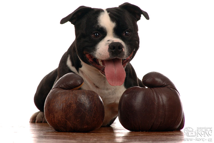    Chcete-li fotografie z&nbsp;archívu, kontaktujte mě.   