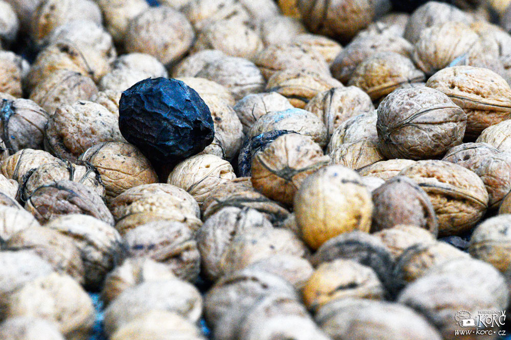    ořechy   