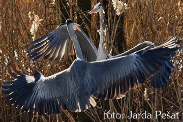    foto: Jaroslav Pešat   
