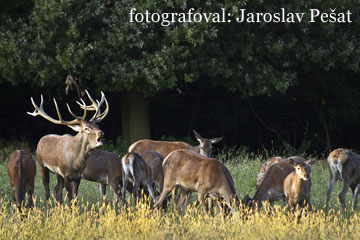 foto Jaroslav Pešat